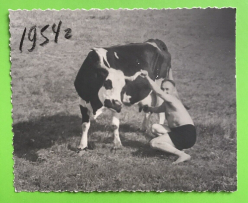 Hot Shirtless Guy Milking Cow Bulge Muscles Naked Torso Gay Int Vintage Photo - Picture 1 of 2