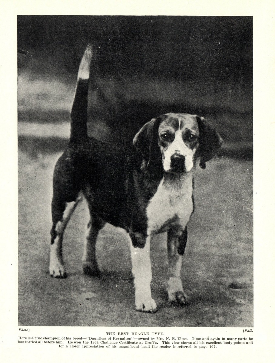 1930s Antique Beagle Dog Print Champion Dauntless of Reynalton Beagle 3532-J