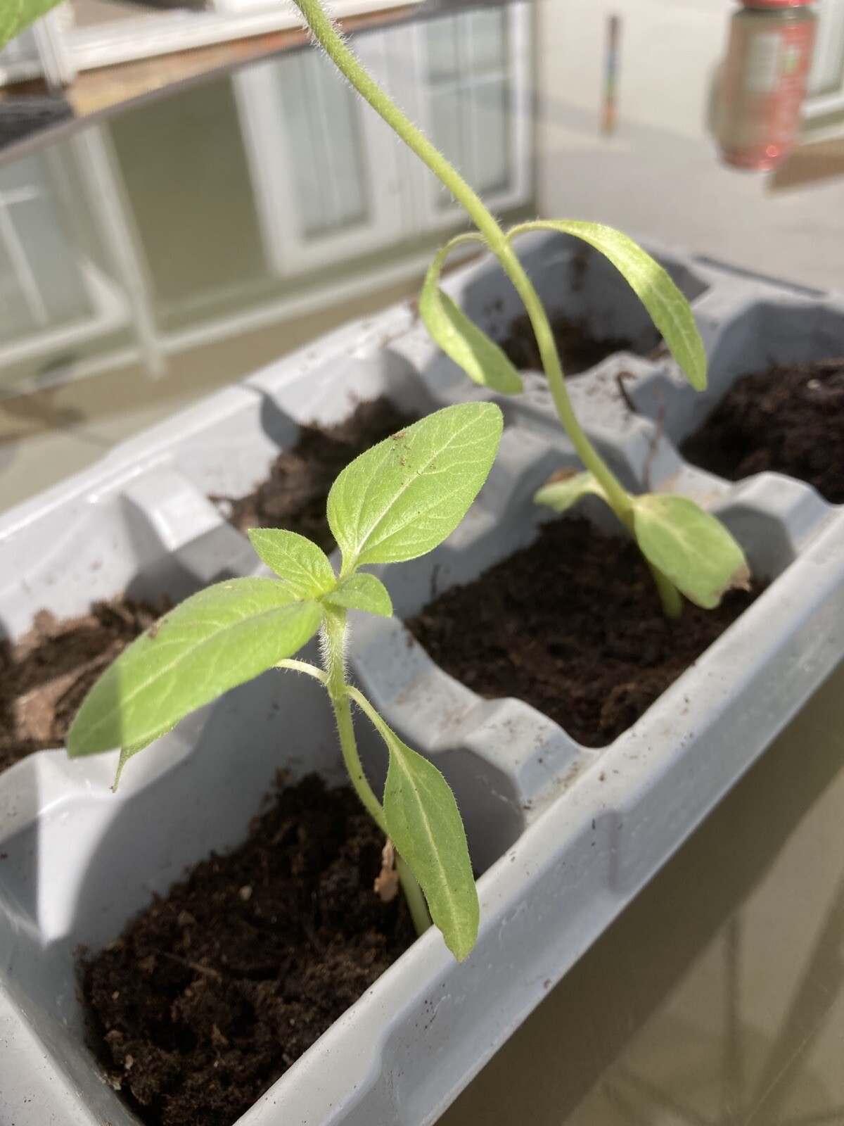Sunflower Plug Plants X 6 Mexican Red /orange Pre Order No Seeds Ready