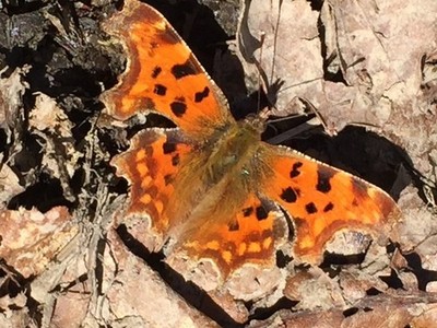 Foto 12x8 Komma Schmetterling Stift-gebräuchlich bekannt als ' Winkelflügel' be c2017