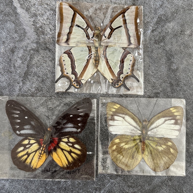 Real Butterfly specimens X3 for display, artwork