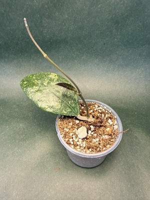 Hoya sp. Ko Chang Island (IML 1508) *RARE*  (EXACT PLANT)
