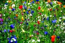 WILD FLOWER SEEDS MEADOW BUMBLE BEE 70% Flowers 30% grasses10g to 20kg mix 54