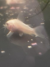Corydora Albino highfin X5