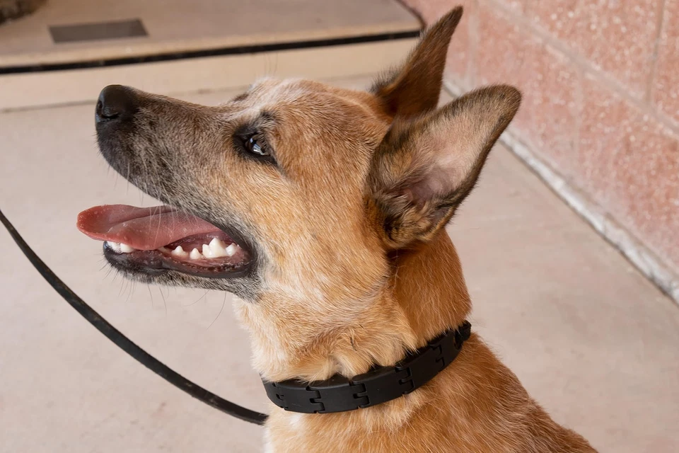 Collar para perro Starmark Pro-Training S Foto 4 de 4