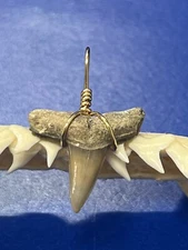 SHARK TOOTH PENDANT Fossilized 7/8 Inch Upper LEMON Shark Tooth 