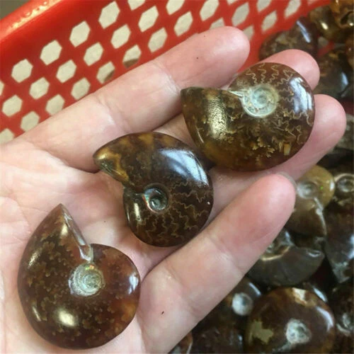 Ammonites Fossils Collectable Crystals