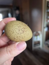 Auction for 7 Rainbow Egg Mix   Color-Packed Hatching Eggs