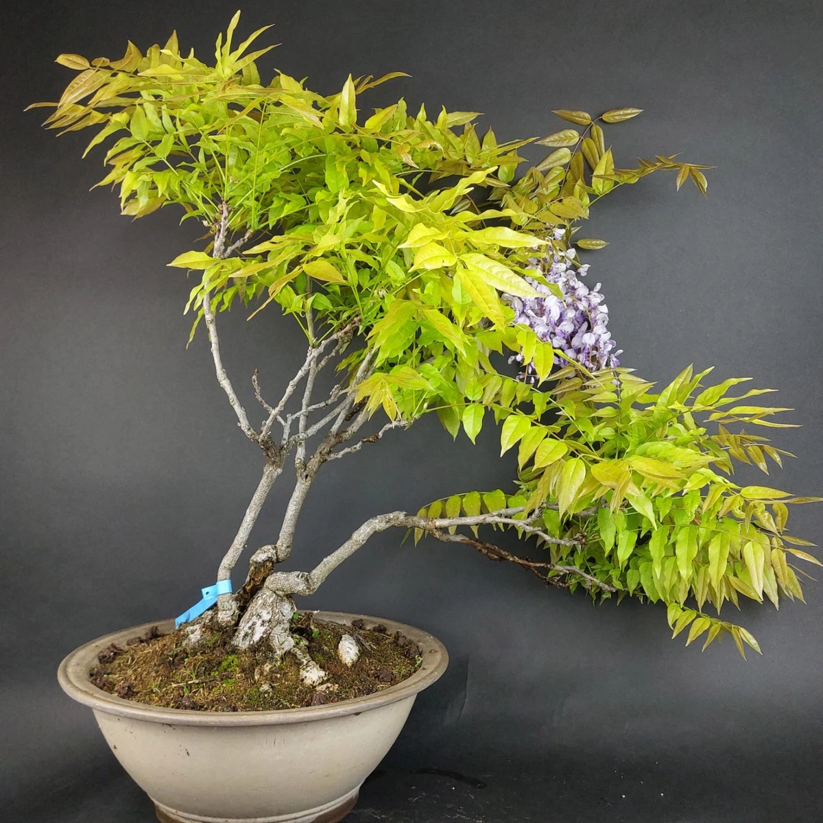 bonsai kengai Semi-Cascade Han-kengai Bonsai in Jade Pebbles main image 1