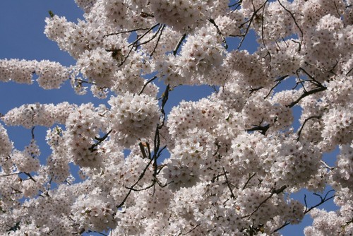 Zierkirsche - Tokiokirsche Prunus yedoensis – 60-100 cm im Container - Bild 4 von 6
