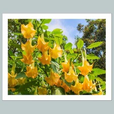 #1003 P-8X10 Flowers - Angel's Trumpets 8x10 Glossy Photo - Fast-Secure Shipping
