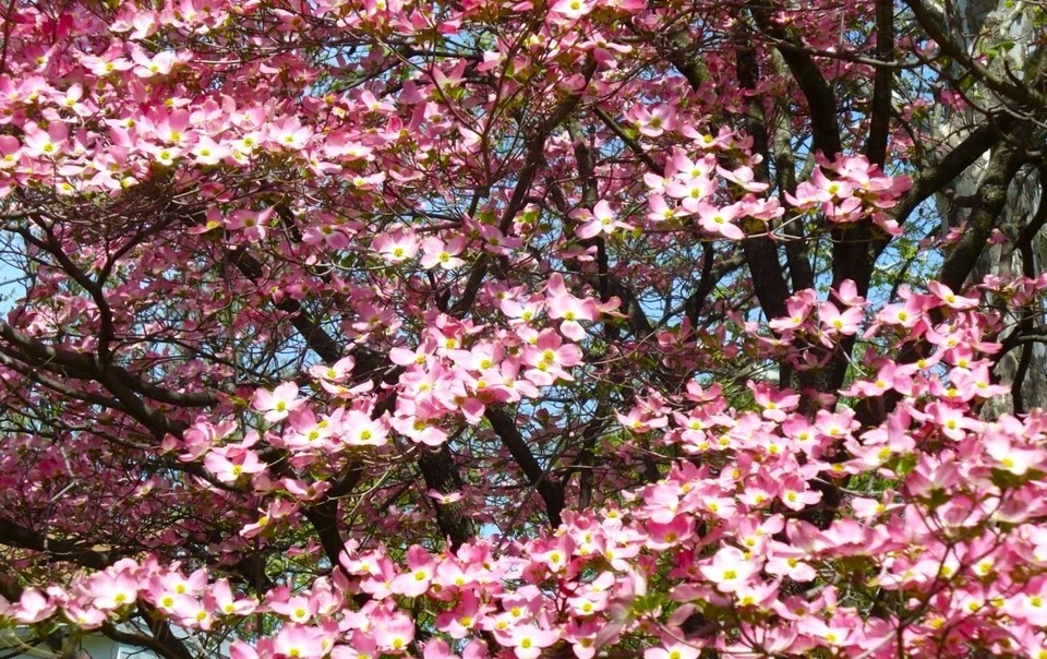 Розовый кизил цветущее живое дерево 3-4 фута высотой, голый корень, дерево для всех сезонов - Изображение 3 из 4