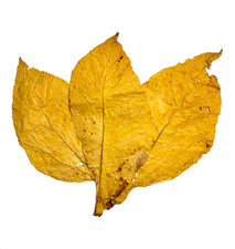 Tabakblätter Virginia Gold Tabak Tobacco Klasse I  Deko Premium