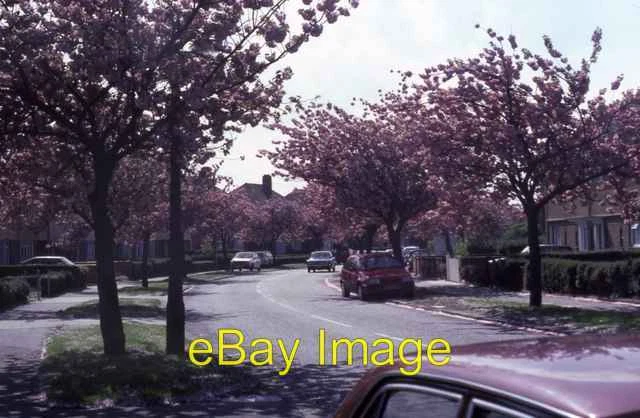 Photo 6x4 Nobes Avenue in bloom 1 Gosport/SU5900 c1986