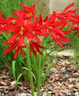 Oxblood Lily Bulb Lilies Rain Schoolhouse Hurricane Rhodophiala bifida -1 bulb