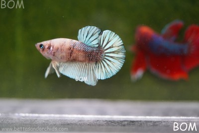 LIVE BETTA HMPK ONE OFF MALE BLUE TOPAZ MULTICOLOUR | BOM889