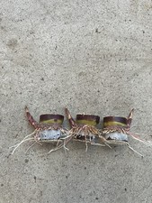 3 Rooted Dark Purple Sugarcane Cutting Sweet And Juicy Ready To Plant