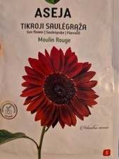 Sunflower MOULIN ROUGE Decorative Quality  Seeds *FAST-Free dispatch*UK stock