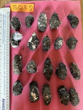 Wild Barn Owl Pellets X20