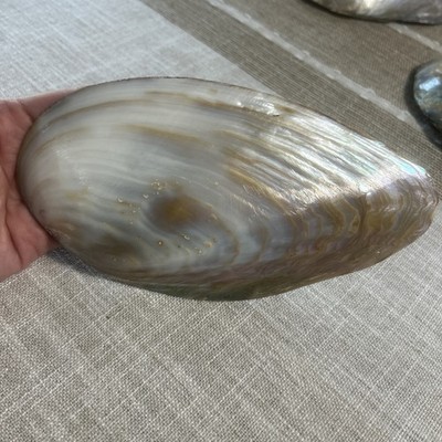 Large Pearlized Mussel Clam Shells Seashell White Mother Pearl 8''-9'' In