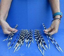50 piece lot of South African Porcupine Quills 8 to 14 inches #51717