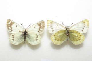 Colias thrasibulus zanskarensis Butterflies from India. Moth/insect #3