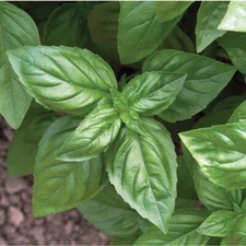 BASIL 25 FRESH HERB SEEDS FREE USA SHIPPING