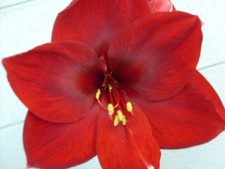 1 Amaryllis bulb Mandela 27-29 cm. in circumference. Blooms after planting.
