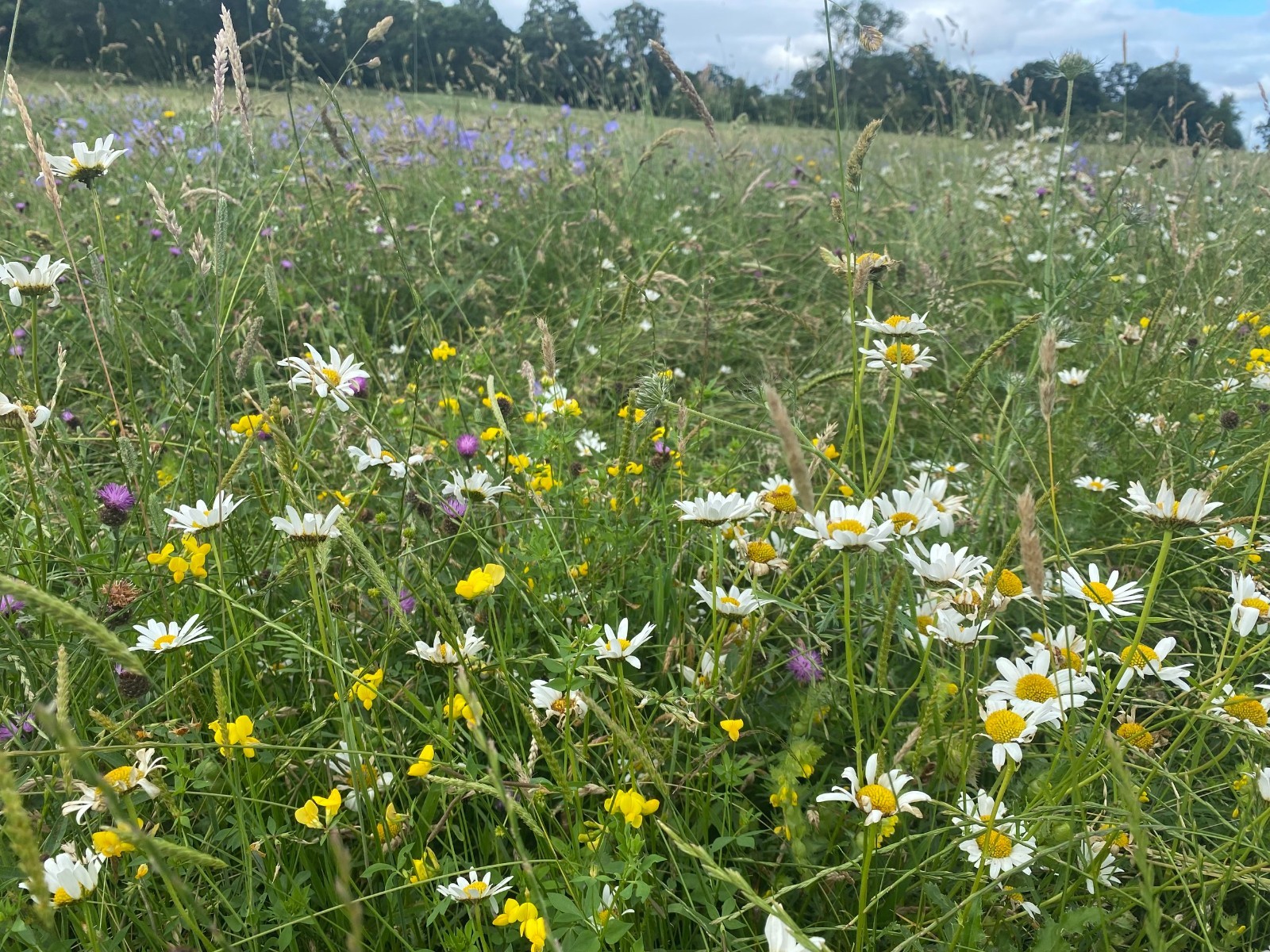 Bad Apples THE BLOCKBUSTER - Giant 10-Species Seed Bomb -Erosion Control  System