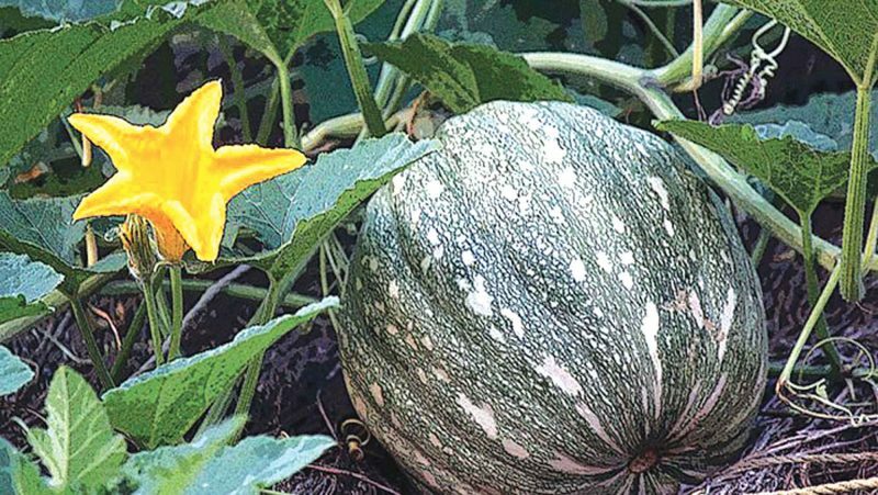 Buy 1 Get 1 Free F1 Hybrid Green Pumpkin Butternut Zucca