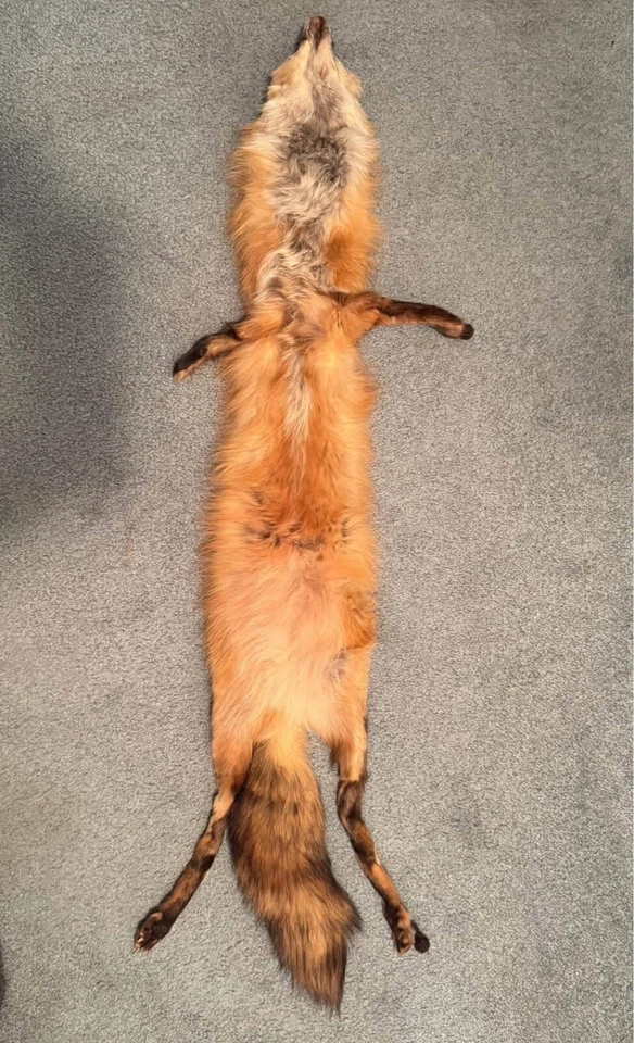 "Cuello envolvente de estola de zorro rojo de la década de 1940 43"" de largo pieles de cuerpo completo, broche con cadena de baquelita" Foto 4 de 4