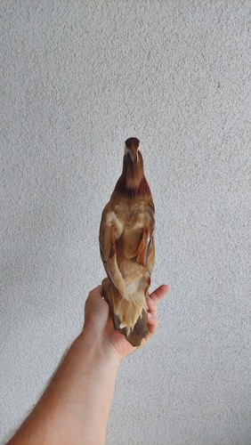 Pen raised Ginger Mandarin Duck Drake (Aix galericulata) Taxidermy Mount - Picture 2 of 6