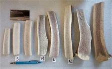 Split Fresh ELK Antler Dog Chews -Marrow DogTreats Chews -Pick your size