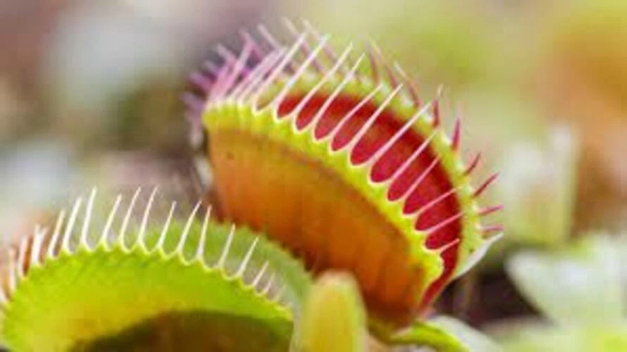 Venus Fly Trap w/Dome (Dionaea muscipula ‘Dente’) 3″ Pot - Image 4 of 4