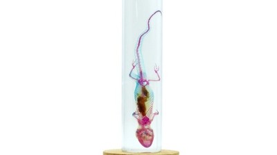 Rare Hemidactylus frenatus Cleared  Gecko Display Specimen
