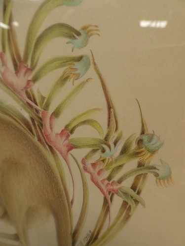I.HILL 1983 FRAMED DRAWING AUSTRALIAN WALLABY KANGAROO PAW FLOWERS FLORA SIGNED - Picture 3 of 5