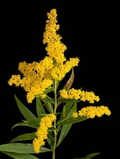 250 OLD FIELD GOLDENROD SEEDS | SALE FREE SHIPPING NON GMO HEIRLOOM