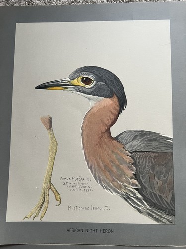Lot of 4 Louis Agassiz Fuertes Lithographs Prints Eagle Goose Bustard Heron Bird - Picture 4 of 7