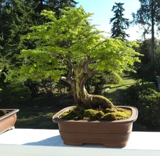 Rare Old Western Hemlock Yamadori Bonsai Tree Jin Shari Tsuga heterophylla Large