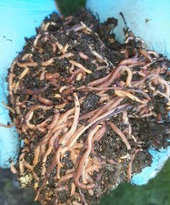   Red Wiggler Composting Worms / Live / Ships Free / Always Extras  