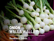 Walla Walla Onion Seeds, Heirloom Sweet Variety, USA Grown