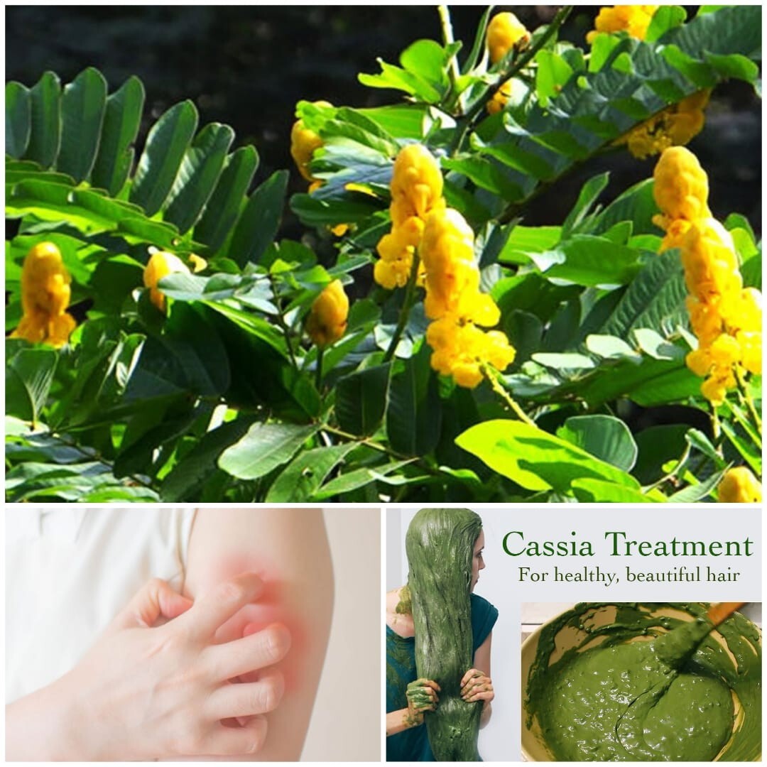 Cassia alata Leaves Powder Sri Lanka Natural Candle Bush/Senna  alata/Eththora