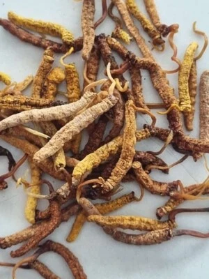 J.J STORE HUB Pure Keedajadi Jadi Booti For Energy & Immunity Booster