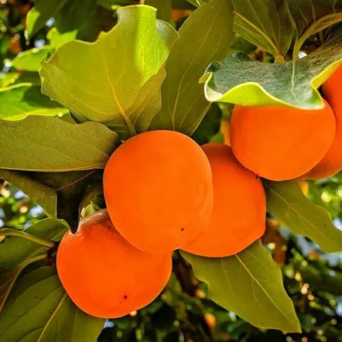 5 Gal. Fuyugaki Persimmon Tree