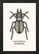 Northern Dune Tiger Beetle Framed Wall Art Poster Canvas Print Picture