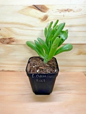 Succulent - Crassula ovata Gollum (Ogre Ear Jade)  - Live Plant  2in Pot - #001