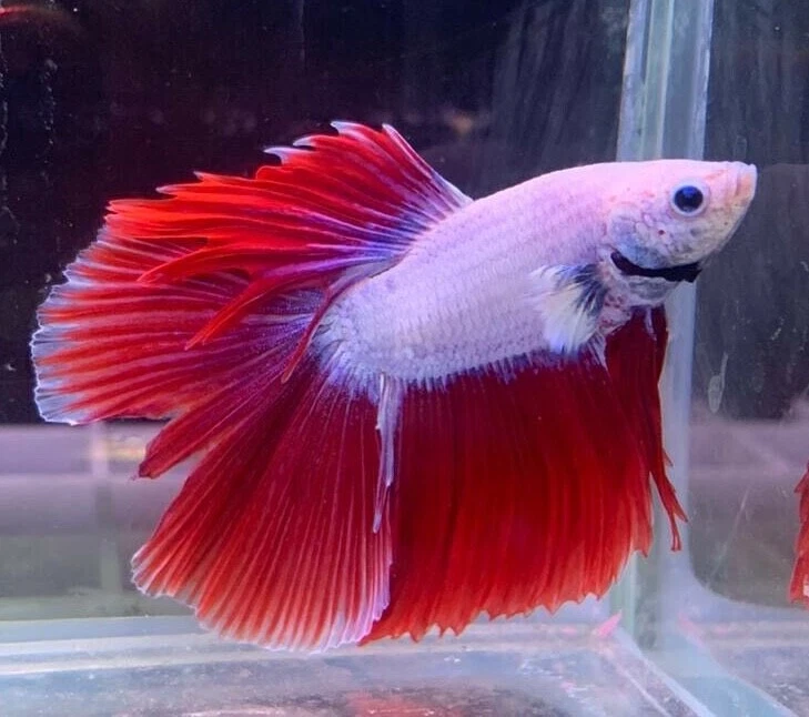 7 fishes clearance betta