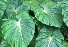 Philodendron Dean McDowell plant in 3" pot