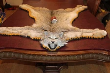 Rug Mount Taxidermy Hide Pelt Skin Lynx Whitetail Deer Antler Mule Bobcat Coyote