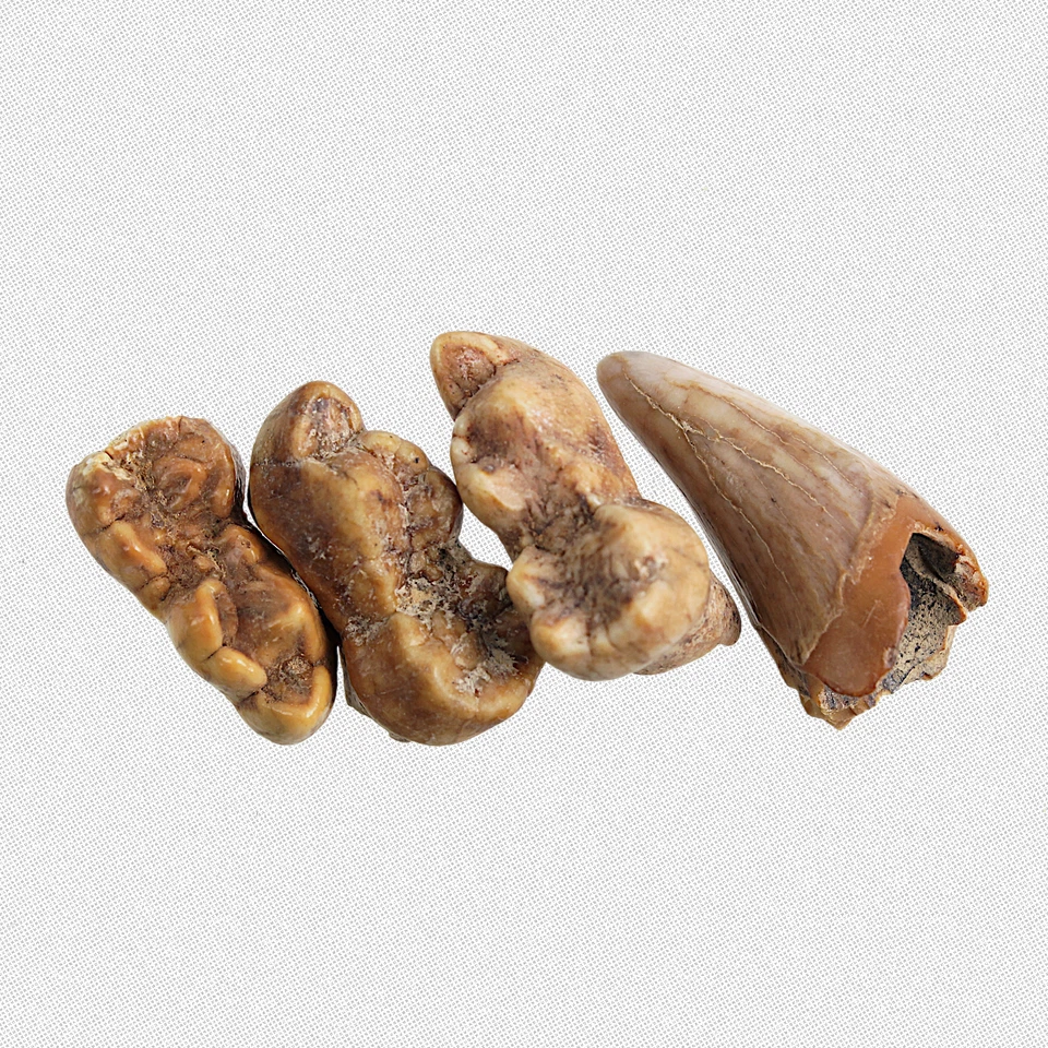 Fossil U. spelaeus Ontogenese-Set Milchzähne Unterkiefer Jungtier Eiszeit - Bild 3 von 4
